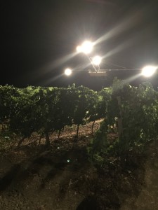 luci sulla vendemmia notturna