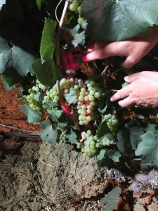 Chardonnay del vigneto La fuga